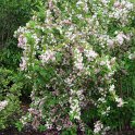 Weigela bicolor